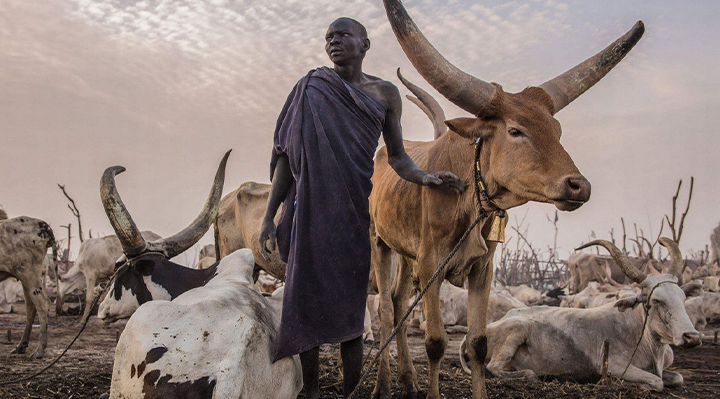 Afrika - Büyükbaş Hisse Bedeli