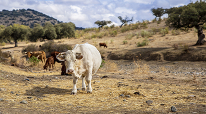 Afrika - Büyükbaş Tam Kurban