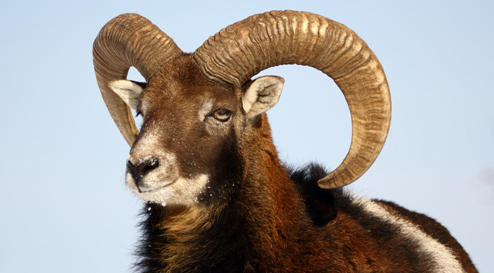 Afrika - Koç Kurbanı